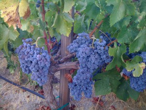 grenache_hanging_heavy_2008