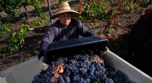 Uncorking San Diego's wine potential